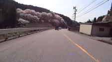 新城の途中にあった桜の群生地