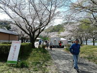 散策路も花盛り